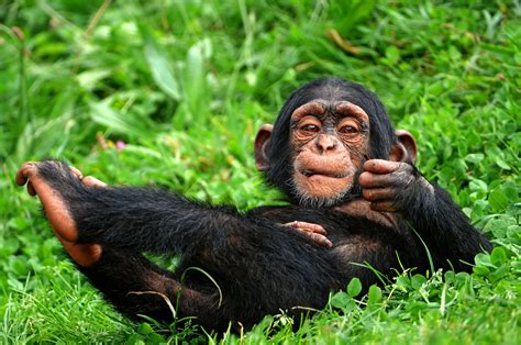 Complimentary Get of Modular Passcode Chimpanzee 1.5.3.7